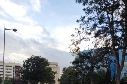 Árbol caído en la calle Francisco Rabal (Vega de Acá).