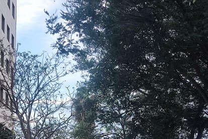 Árbol caído en la calle Francisco Rabal (Vega de Acá).