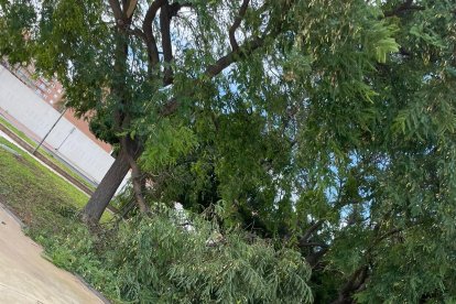 Árbol partido en Los Molinos. Foto: Joaquín Martínez.