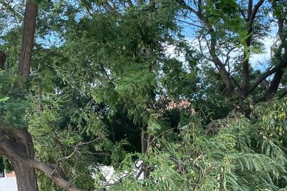 Árbol partido en Los Molinos. Foto: Joaquín Martínez.