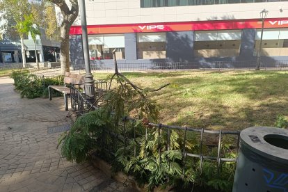 Árbol caído en el Parque de Oliveros.