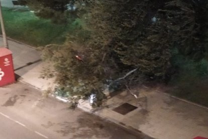 Árbol partido en la calle Instinción.