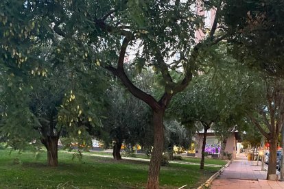 Efectos del temporal de viento en el barrio de San Luis.
