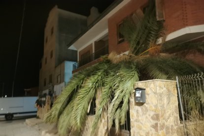 Árbol caído en una vivienda de Albox.