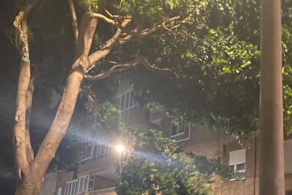 Efectos del temporal de viento en el barrio de San Luis.