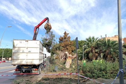 Talado de un árbol en Cortijo Grande.