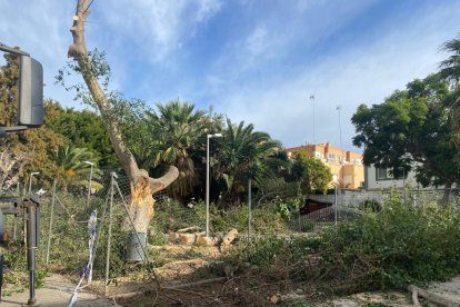 Talado de un árbol en Cortijo Grande.