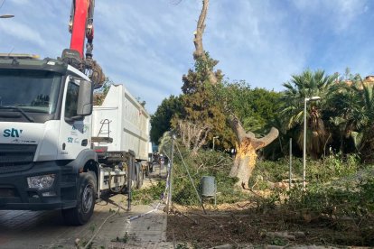 Talado de un árbol en Cortijo Grande.
