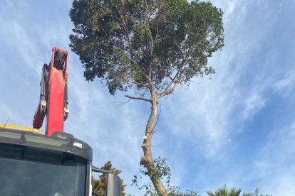 Talado de un árbol en Cortijo Grande.