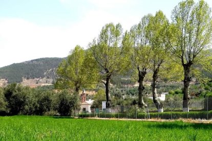 Cultivos tradicionales en la zona.