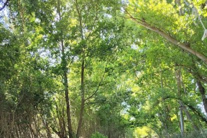 Río Andarax, vertebrador del territorio.