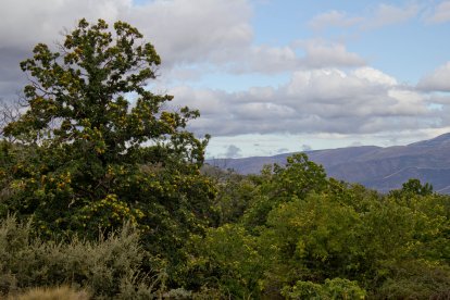 Fotografía del entorno tomada por María del Mar Berenguel López.