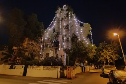 El imponente pino canario en la esquina de las calles Obispo Alfonso Ródenas y Tarragona.