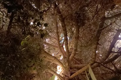 Alrededor de su tronco cuenta con una estructura de rocódromo.