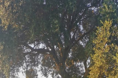 Victoria Ferdi y Paul Brown.