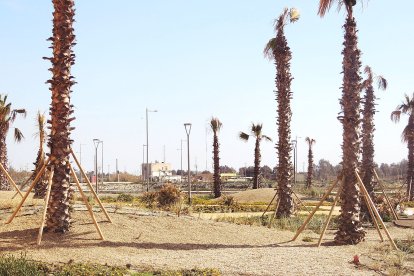 Las palmeras que darán vida a una nueva zona de Almería.