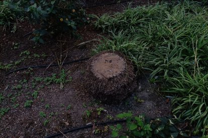 Las que no pasan la ITV se cortan de raíz.