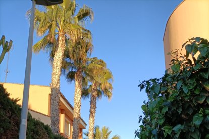 Hay muchas palmeras en viviendas particulares.