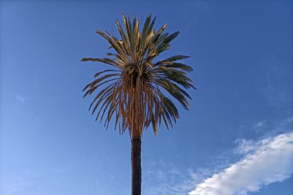 Palmera junto a La Molineta en la calle Esmeralda.