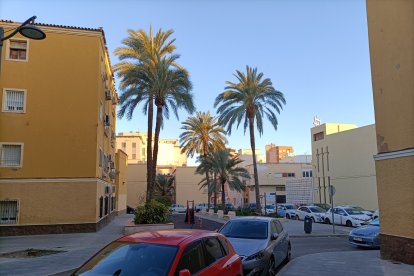 Palmeras junto a la Iglesia de san Ildefonso.