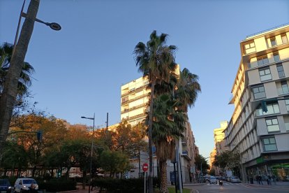 Palmeras jóvenes y de buena salud.