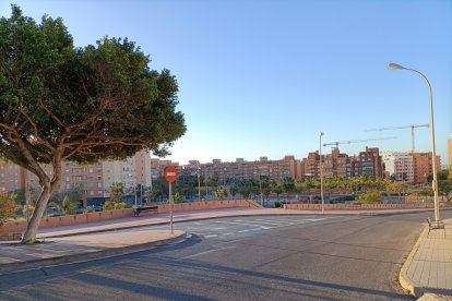 Todo un palmeral en plena rotonda.