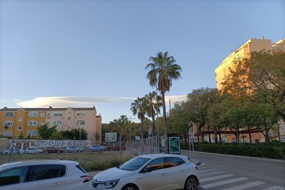 En la ciudad de los ficus hay muchas palmeras.