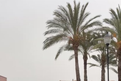 Domingo de Ramos en las 200 viviendas.