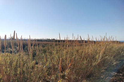 La vegetación prácticamente tapa la tierra y el hilo de agua del delta del Andarax.