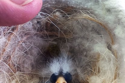 El milagro de la vida.