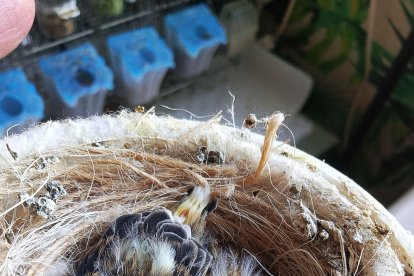 La familia sigue creciendo.