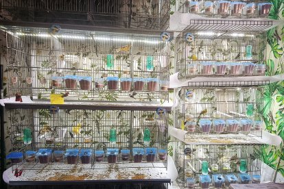 Los pájaros preparados para salir a competir.