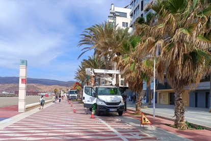 Labores de poda de palmeras.