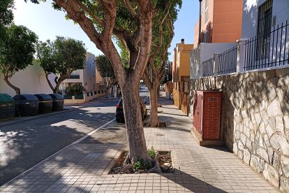 Los alcorques de los árboles son un foco de infección.