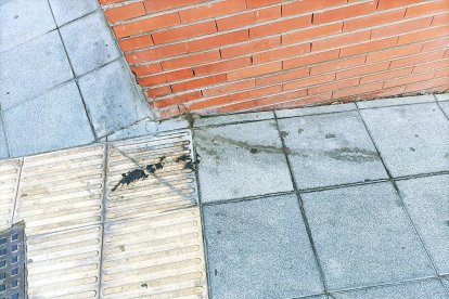 Otra esquina tomada por el animal.