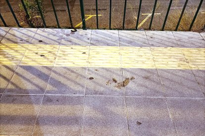 No hay duda de que ha madrugado más el animal que el reportero.