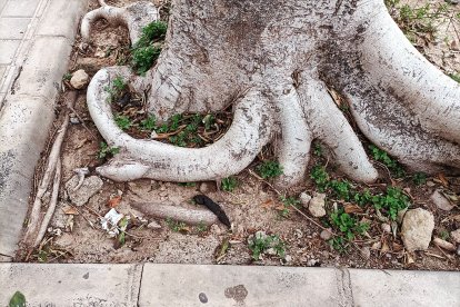 Las raíces se abren paso entre las \'catalinas\'.