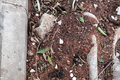 Un alcorque bien surtido de elementos de diferente tamaño.