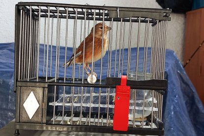 'Pedro el granaino' el pájaro ganador.