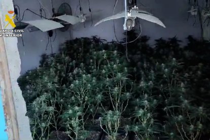 Intervenidas casi 2.500 plantas de marihuana en ocho inmuebles dentro de una finca de Pechina.