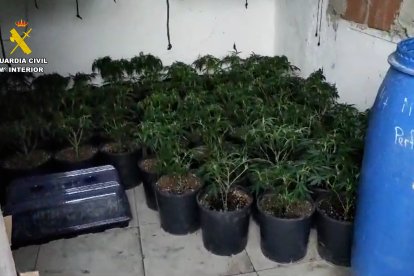 Intervenidas casi 2.500 plantas de marihuana en ocho inmuebles dentro de una finca de Pechina.