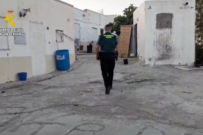 Intervenidas casi 2.500 plantas de marihuana en ocho inmuebles dentro de una finca de Pechina.