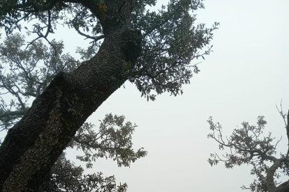 La romería de la Virgen de la Cabeza.
