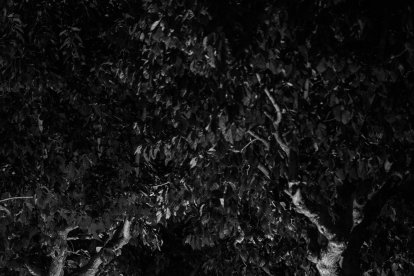 CATEGORÍA ADULTOS (desde 19 años) - Segundo Premio D. Manuel Sánchez Barea.