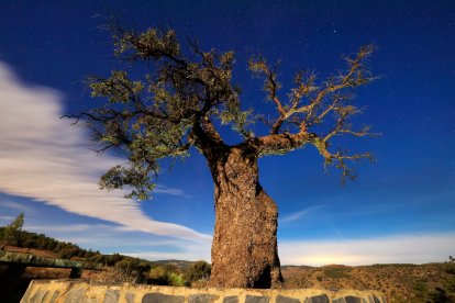 CATEGORÍA ADULTOS (desde 19 años) - Tercer Premio D. José Vico Arias.