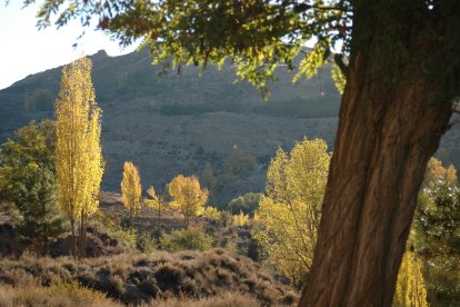 CATEGORÍA JUNIOR (hasta 18 años) - Primer Premio D. Antonio Luis García Schröter.