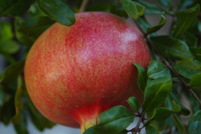 CATEGORÍA JUNIOR (hasta 18 años) - Primer Premio D. Antonio Luis García Schröter.