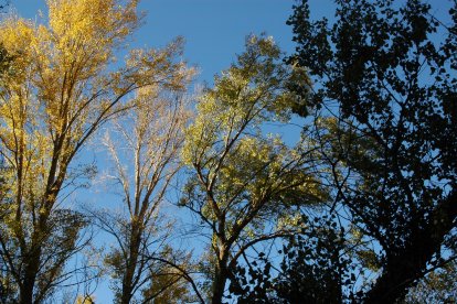 CATEGORÍA JUNIOR (hasta 18 años) - Primer Premio D. Antonio Luis García Schröter.