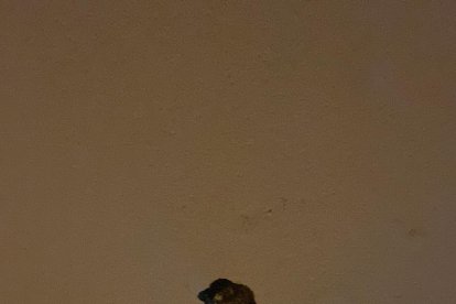 Desperfectos causados por el granizo este lunes.