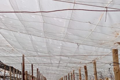 Daños en invernaderos de El Ejido en la zona de Fuente Nueva.